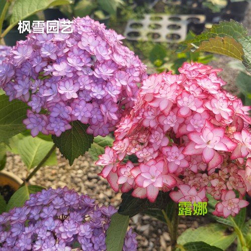 7.超新品光云蒙特露娜艾丽丝水晶面纱稀有品大花绣球盆栽植物花苗