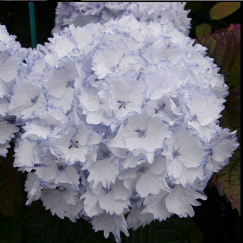 4.埃及艳后星集彩梦星空漫卷流光巡恋歌大花绣球植物盆栽花卉花苗