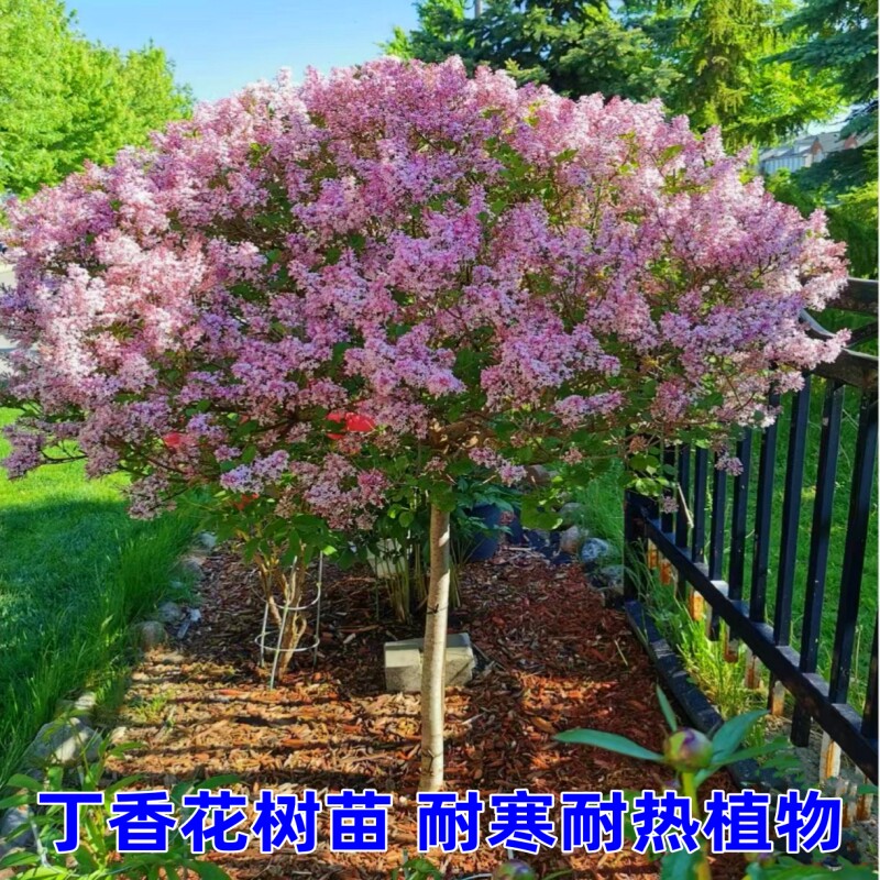 耐寒丁香花树苗浓香型花苗花卉植