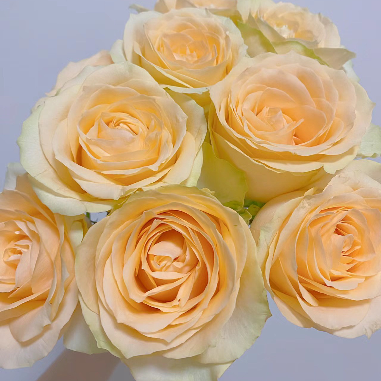 蜜桃雪山月季花苗特大花浓香开花奶黄色四季盆栽花卉植物玫瑰庭院