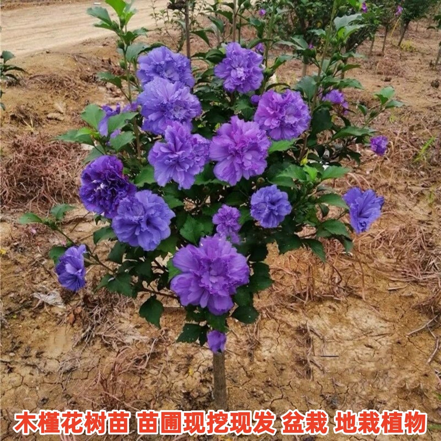 木槿花树苗可食用棒棒糖木槿花重瓣大苗阳台庭院盆栽耐寒四季好养,鲜花速递/花卉仿真/绿植园艺,绣球/木绣球/木本植物,淘宝优惠券,粉丝福利购,淘宝优惠卷