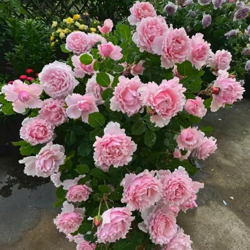 法国玫瑰索菲罗莎大花浓香月季
