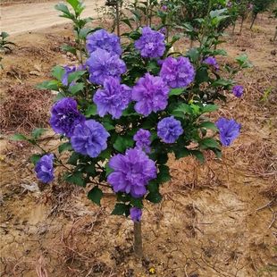 重瓣木槿花树苗四季开花蓝莓冰沙苗花卉盆栽耐寒植物阳台庭院种植