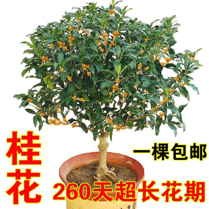 桂花树苗盆栽金桂浓香型花卉庭院室外植物四季开桂沉香花流苏嫁接