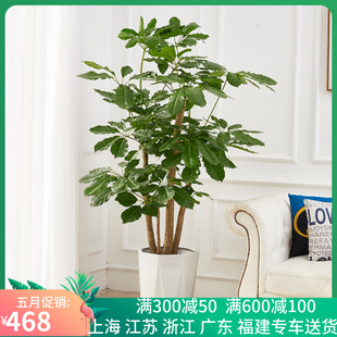 梦邦大叶伞植物盆栽摇钱树室内大型绿植招财开业乔迁昆士兰伞木