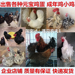 元宝鸡种蛋 可孵化 受精蛋 纯种观赏 翻毛菊花 矮脚 白桂黑元宝鸡