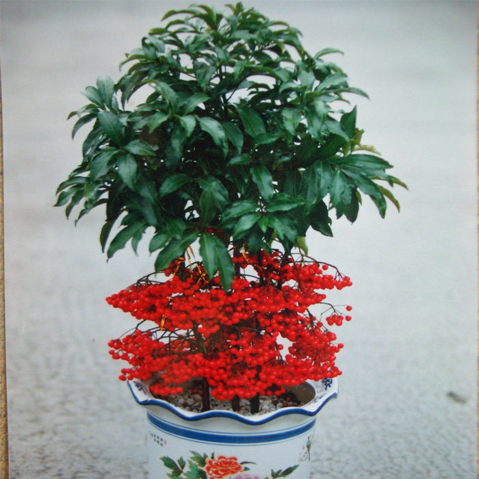 盆栽室内花卉观果植物金玉满堂 富贵籽 朱砂根 黄金万两 富贵子,鲜花速递/花卉仿真/绿植园艺,绿植,淘宝优惠券,粉丝福利购,淘宝优惠卷