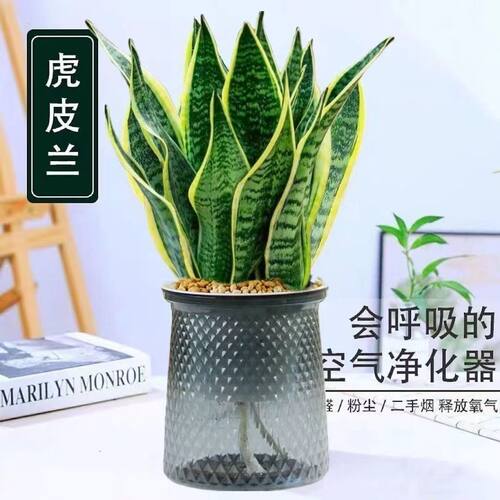 金边虎皮兰新房除甲醛净化空气