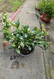 风车茉莉垂钓爬藤型植物盆栽浓香型花卉庭院室外
