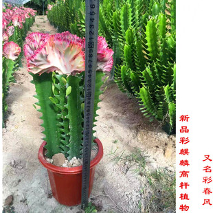 彩色春峰花卉盆栽彩麒麟玉麒麟绿植办公室客厅阳台观赏多肉植物