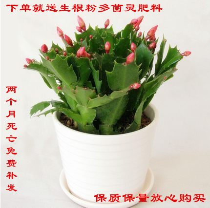 蟹爪兰年宵花卉年大苗盆栽 带花苞开花年宵盆栽面室内阳台包邮