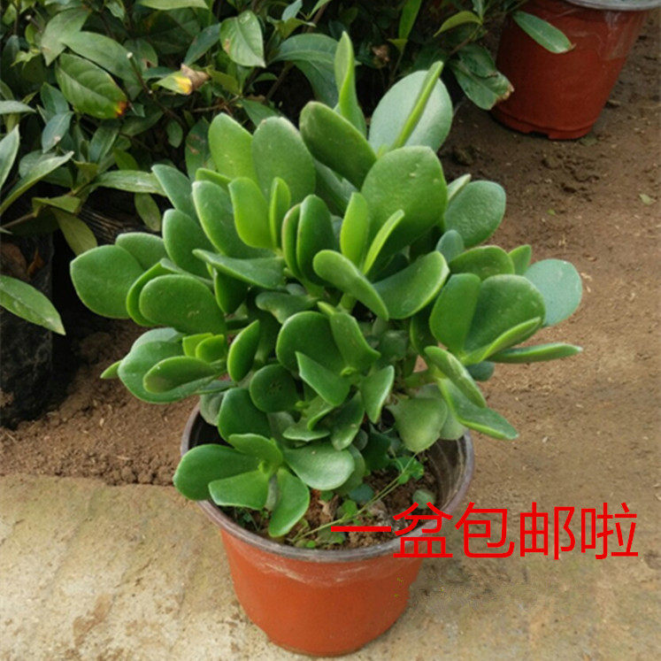 玉树盆栽苗 多肉植物燕子掌 客厅绿植花卉金枝玉叶大玉树盆景