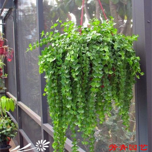 百万多肉植物美观吊兰