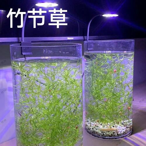 印度竹节真水草植物好养新手懒人阴性造景鱼缸增氧净化绿菊蜈蚣草