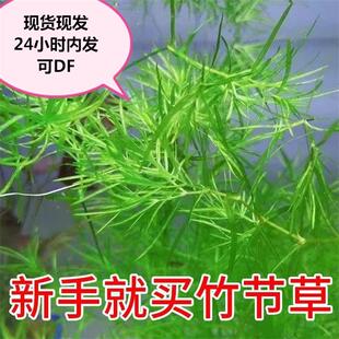 印度小竹节 水草 箱造景绿菊蜈蚣草水榕活体阴性草竹节草水草带根