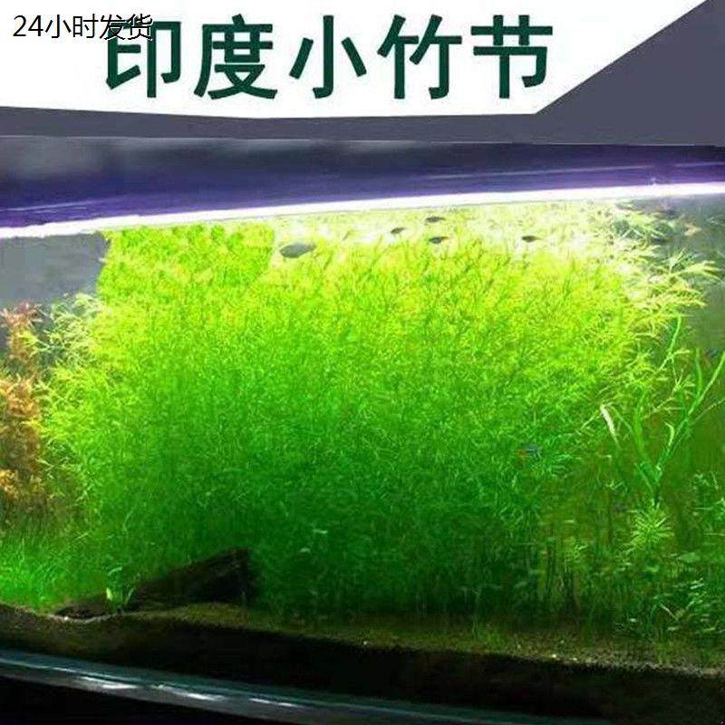 水草印度小竹节草新手好养耐活懒人阴性水草鱼缸装饰造景净化水质,宠物/宠物食品及用品,水草,淘宝优惠券,粉丝福利购,淘宝优惠卷