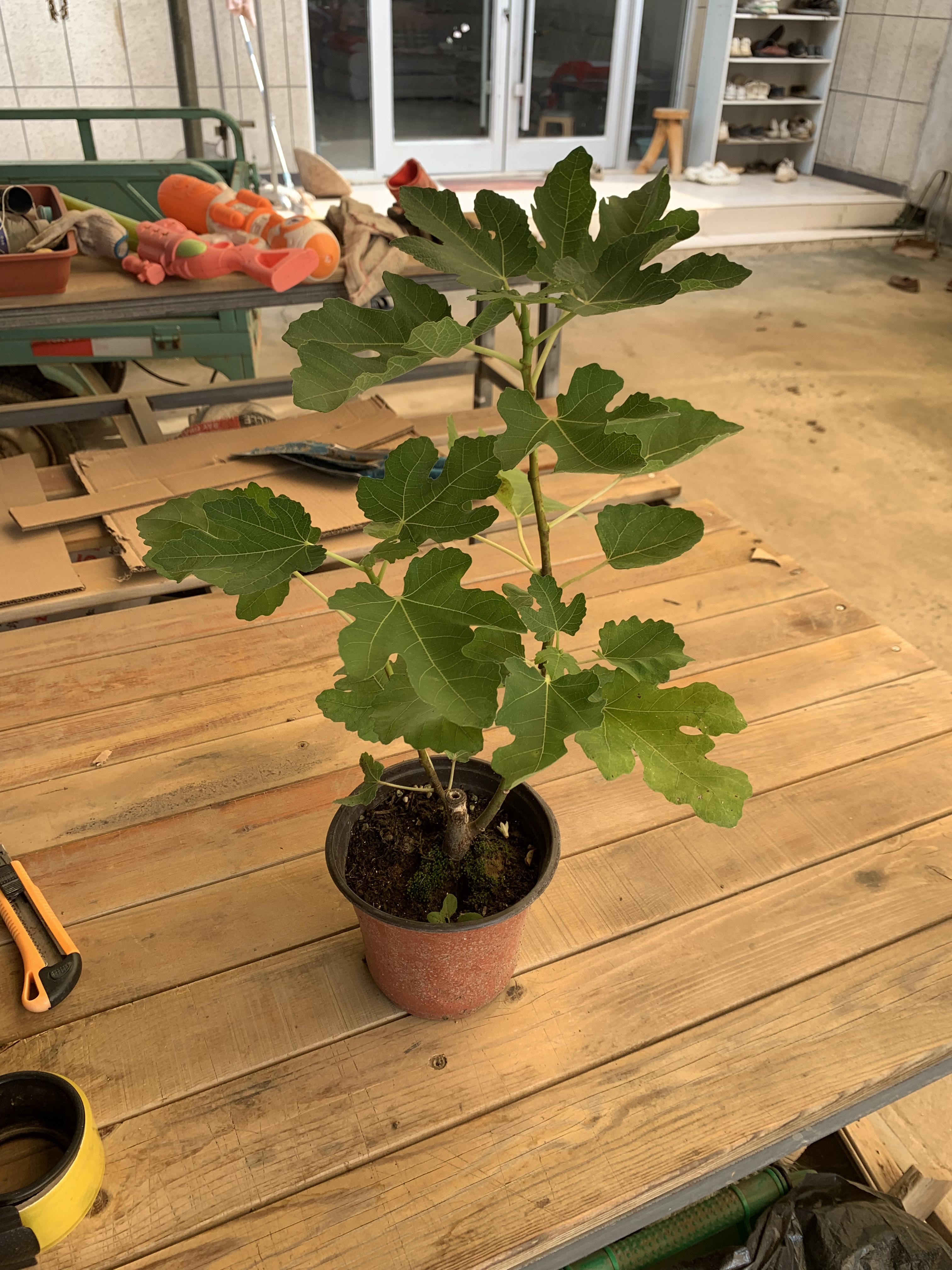 波姬红无花果树苗盆栽地栽南北方种植阳台庭院种植原盆原土带叶发