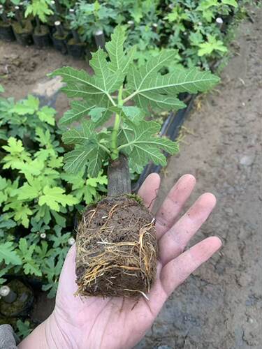 无花果大苗正品巴劳奈无花果树苗原盆原土南北方盆栽地栽当年结果