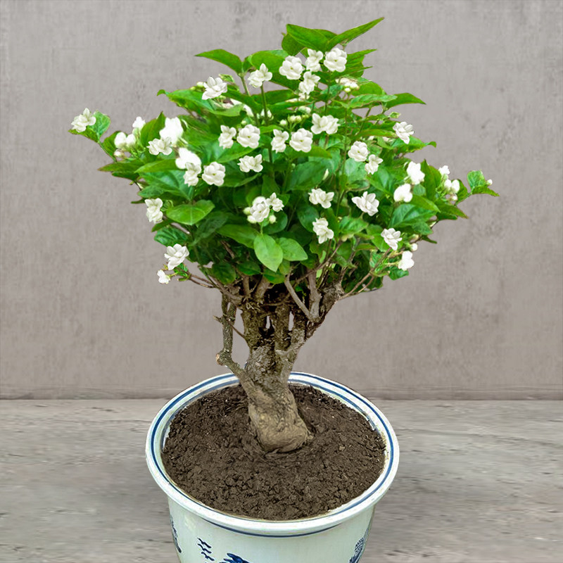 包活横县茉莉花盆栽独杆四季