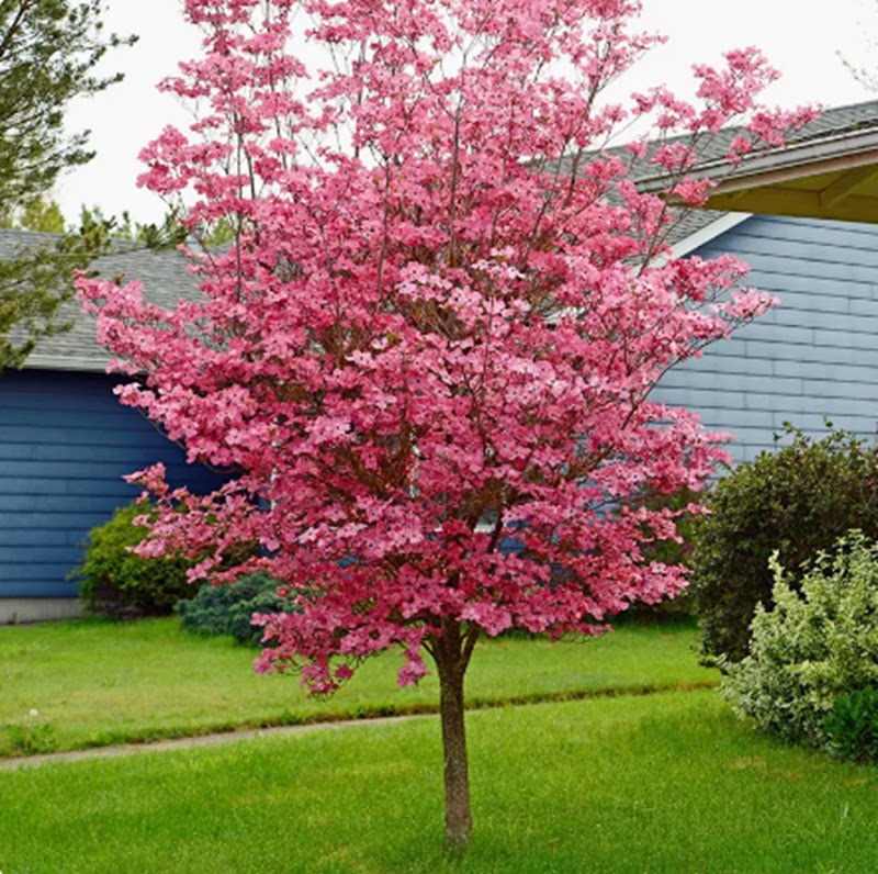 多花梾木大花四照花盆栽树苗苗虹越花园进口乔木耐寒庭院树苗
