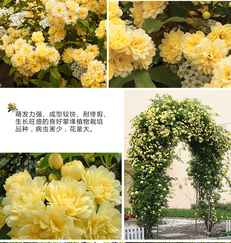 黄木香花苗爬藤植物别墅庭院耐寒花卉四季开花浓香红黄木香花盆栽