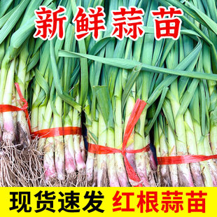 2025新鲜蒜苗山东紫红皮大蒜叶青蒜农家自种5斤当季蔬菜现挖现卖