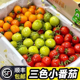山东寿光五彩小番茄圣女果三色小西红柿青口蜜彩色柿子四色混装