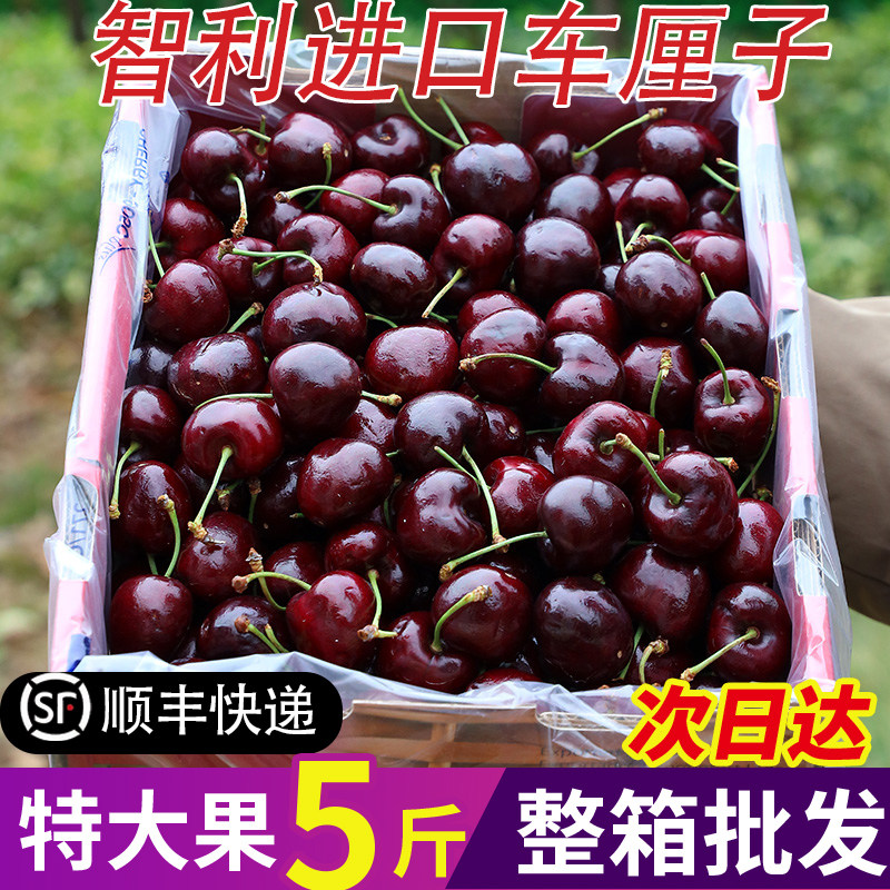 智利进口车厘子5斤新鲜水果当季大樱桃黑珍珠孕妇整箱桑提娜包邮