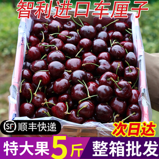 智利进口车厘子5斤新鲜水果当季大樱桃黑珍珠孕妇整箱桑提娜包邮