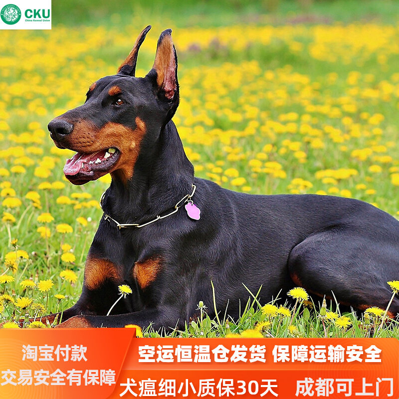 成都cku犬舍纯种杜宾幼犬活体宠物狗狗幼崽杜宾犬德系赛级双血统