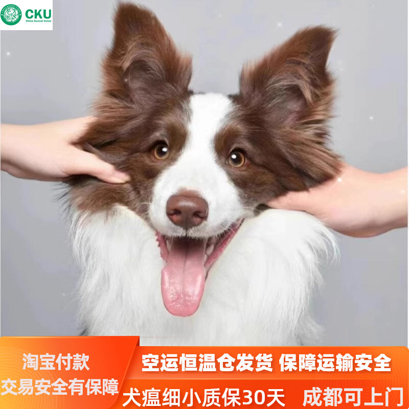 成都cku犬舍咖啡色纯种边牧幼犬崽边境牧羊犬蓝黑白金陨石色狗狗
