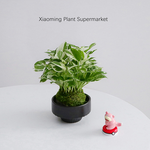 白金葛油画绿萝苔藓球盆栽爬藤垂吊绿植室内客厅桌面好养盆栽吊兰