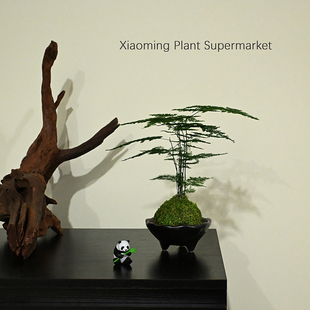 侘寂风文竹苔藓球室内绿植小盆栽桌面装饰摆件植物好养活净化空气