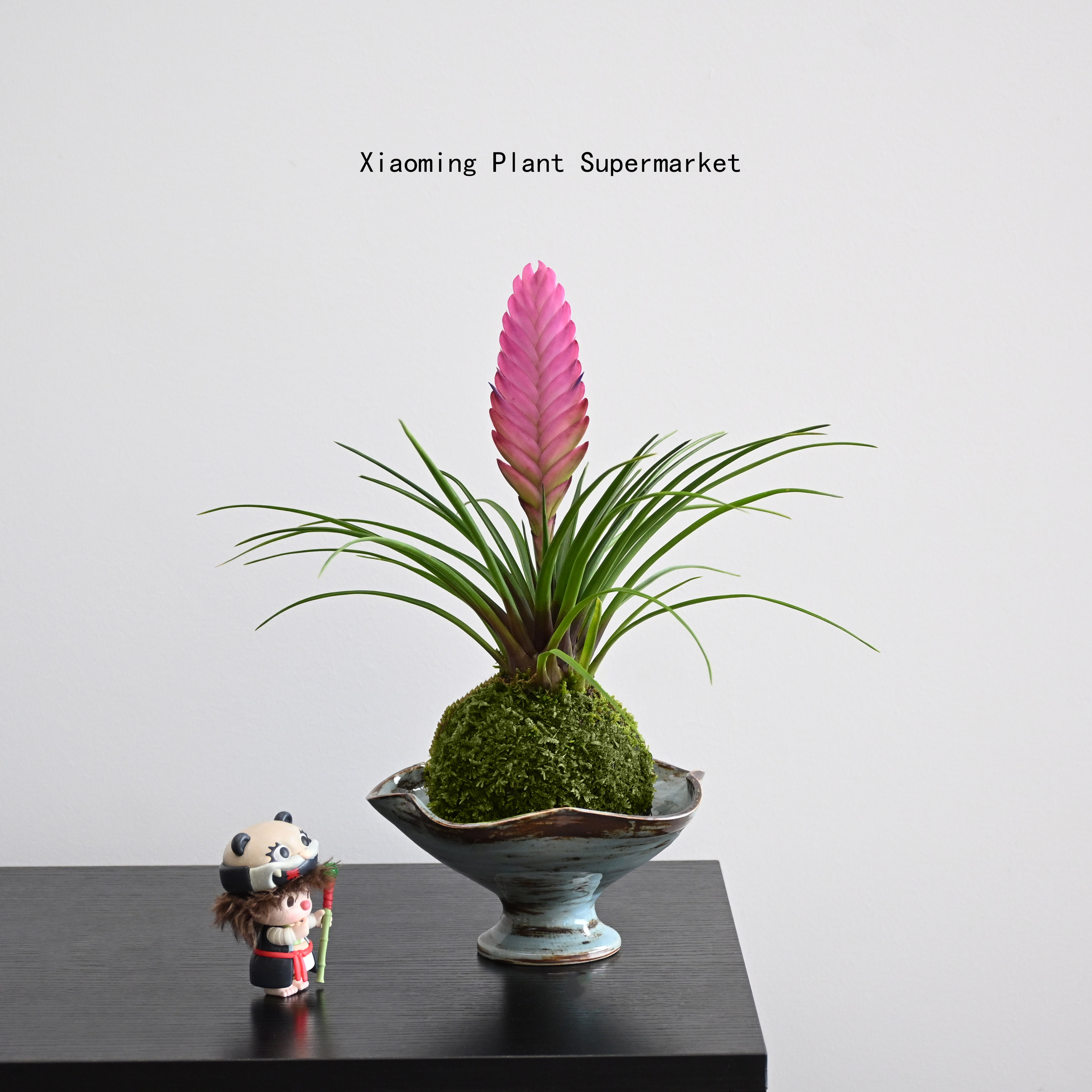 铁兰花苔藓球桌面绿植好养净化