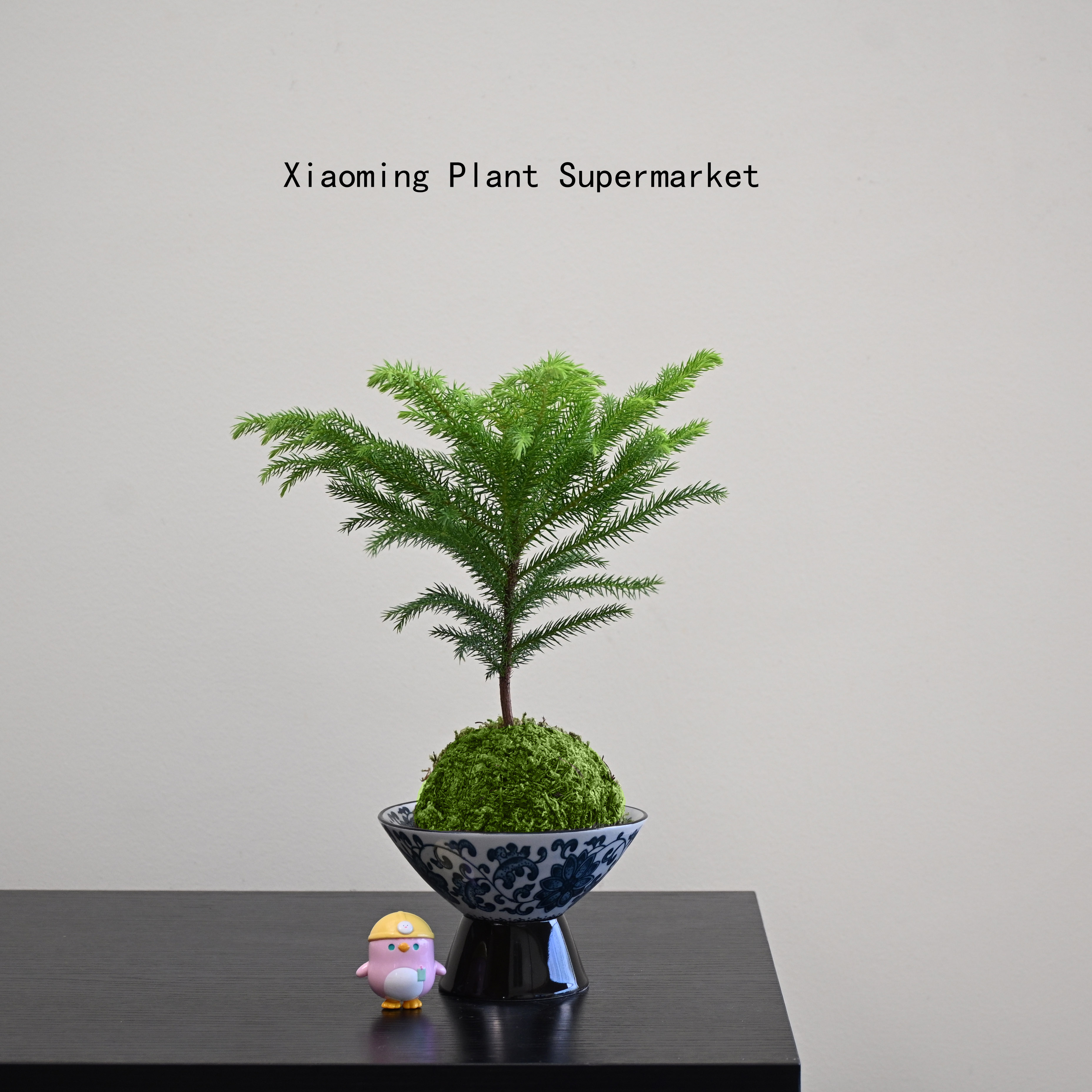 南洋杉苔藓球桌面绿植好养净化