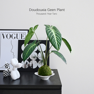 侘寂风千年芋苔藓球绿植盆栽四季常青观叶室内阳台装饰好养植物