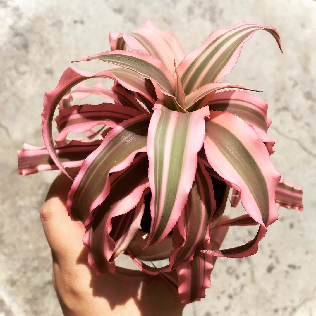 五彩凤梨多肉植物趣味姬凤梨耐干旱易养绿植花卉办公室防辐射盆栽