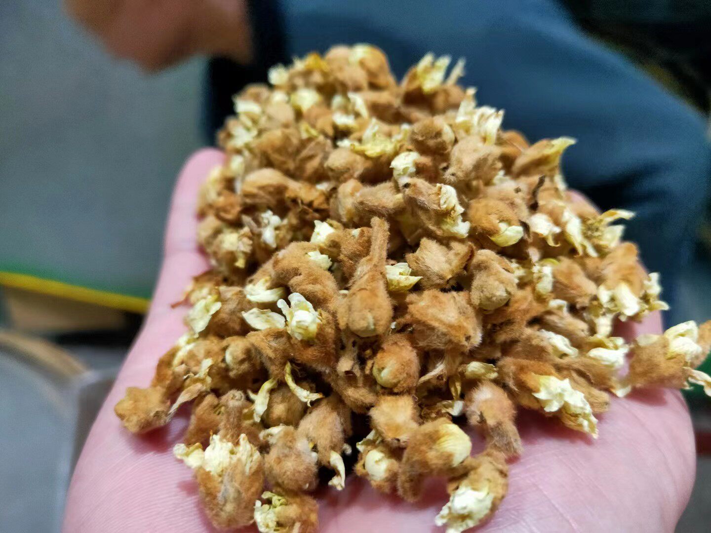新花原产地云霄枇杷花干花朵花蕾琵琶花不带枝条庚颗粒状250-2500