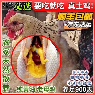 湛江白切鸡黄油老母鸡土鸡农家散养土鸡农家散养走地鸡整只月子鸡