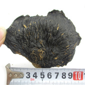 薄盖灵芝薄树灵芝不苦 薄树芝 灵芝500克 云南深山薄树芝