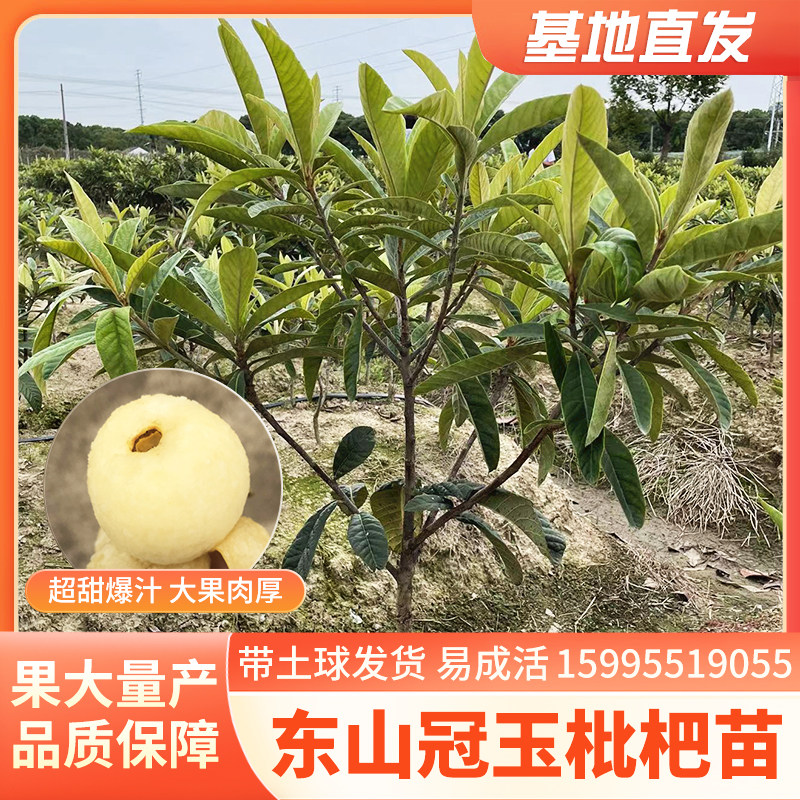 冠玉枇杷嫁接苗发源地苏州东山冠玉枇杷苗现挖带土球发货庭院果树