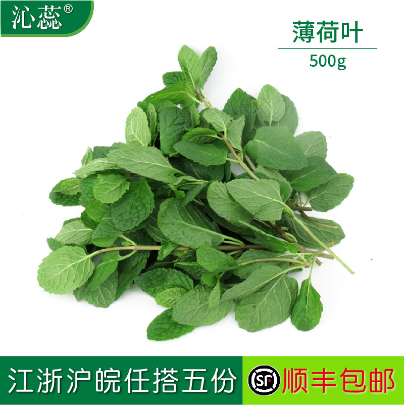 【沁蕊】新鲜薄荷叶500g留兰香莫吉托调酒西餐薄荷叶新鲜食用薄荷