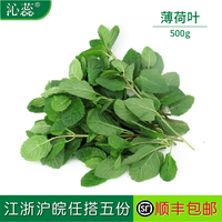 【沁蕊】新鲜薄荷叶500g留兰香莫吉托调酒西餐薄荷叶新鲜食用薄荷