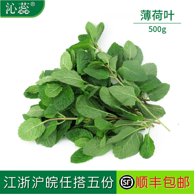 【沁蕊】新鲜薄荷叶500g留兰香莫吉托调酒西餐薄荷叶新鲜食用薄荷