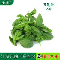 【沁蕊】新鲜罗勒叶250g 甜圣罗勒叶意面欧罗新鲜蔬菜香草青酱
