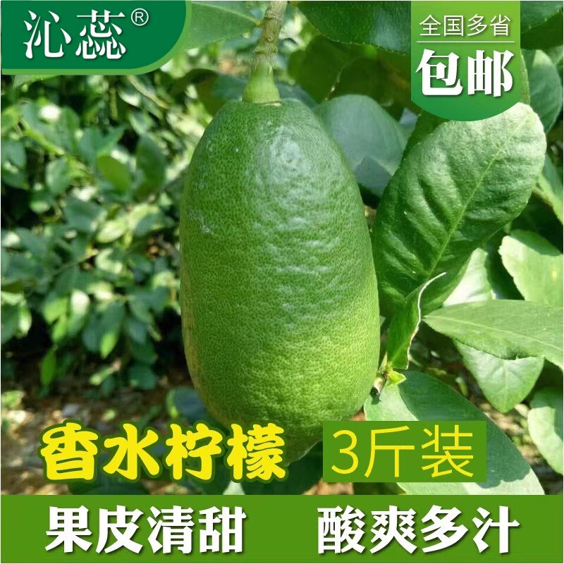 海南香水青柠檬3斤装当季饮品店