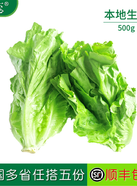 新鲜本地生菜蔬菜意大利生菜色拉菜叶沙拉菜火锅涮菜
