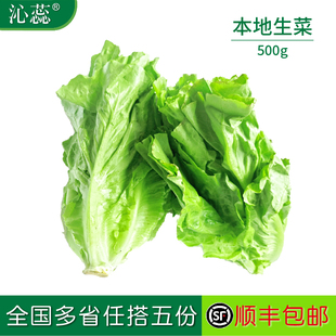 新鲜本地生菜蔬菜意大利生菜色拉菜叶沙拉菜火锅涮菜