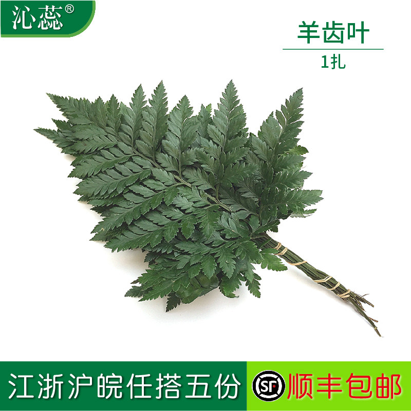【沁蕊】新鲜 芒叶高山羊齿叶 一扎 草叶蕨 装饰用 不能种植