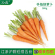 沁蕊 去叶子 手指胡萝卜 新鲜小萝卜 500g 零食